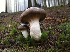 Klikni pro velký obrázek