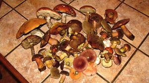 Klikni pro velký obrázek