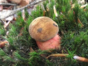 Klikni pro velký obrázek