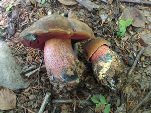 Klikni pro velký obrázek