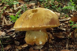 Klikni pro velký obrázek