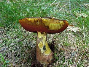 Klikni pro velký obrázek