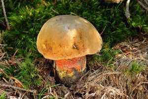 Klikni pro velký obrázek