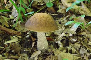 Klikni pro velký obrázek