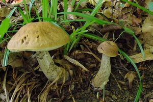 Klikni pro velký obrázek