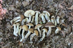 Klikni pro velký obrázek