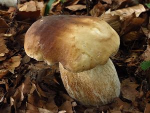 Klikni pro velký obrázek