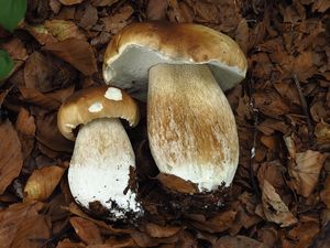 Klikni pro velký obrázek