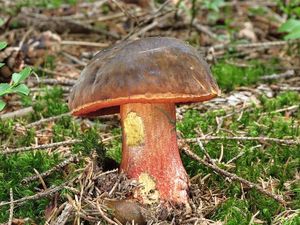 Klikni pro velký obrázek