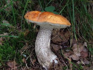 Klikni pro velký obrázek