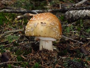 Klikni pro velký obrázek