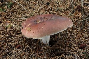 Klikni pro velký obrázek