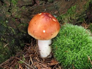 Klikni pro velký obrázek