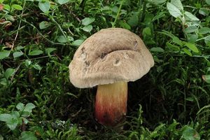 Klikni pro velký obrázek