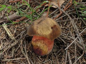 Klikni pro velký obrázek