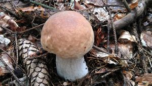 Klikni pro velký obrázek