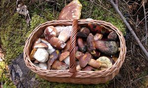 Klikni pro velký obrázek