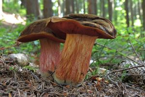 Klikni pro velký obrázek