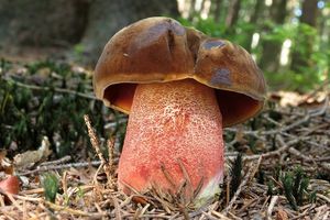 Klikni pro velký obrázek