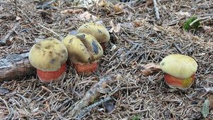 Klikni pro velký obrázek