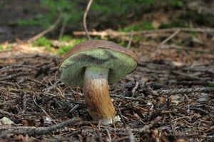 Klikni pro velký obrázek