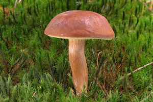 Klikni pro velký obrázek