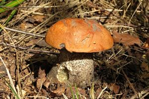 Klikni pro velký obrázek