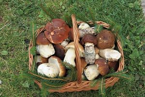 Klikni pro velký obrázek