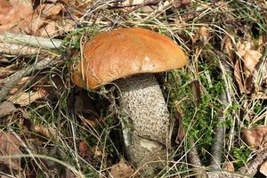 Klikni pro velký obrázek