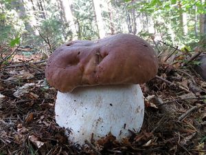 Klikni pro velký obrázek