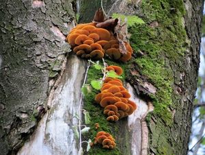 Klikni pro velký obrázek