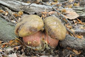 Klikni pro velký obrázek