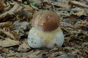 Klikni pro velký obrázek