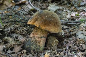 Klikni pro velký obrázek