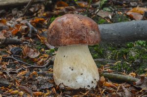 Klikni pro velký obrázek