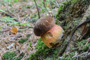 Klikni pro velký obrázek