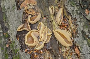 Klikni pro velký obrázek