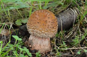 Klikni pro velký obrázek