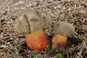 Klikni pro velký obrázek