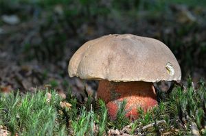 Klikni pro velký obrázek