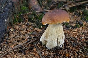 Klikni pro velký obrázek