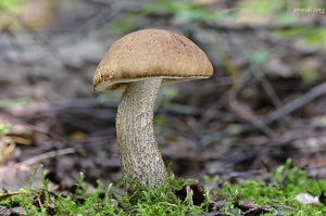 Klikni pro velký obrázek