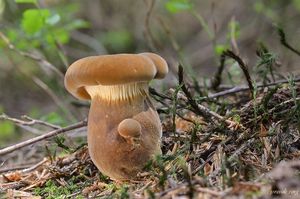 Klikni pro velký obrázek