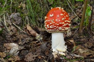 Klikni pro velký obrázek