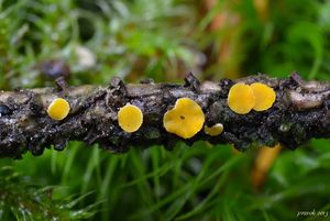 Klikni pro velký obrázek