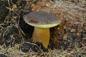 Klikni pro velký obrázek