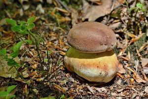 Klikni pro velký obrázek