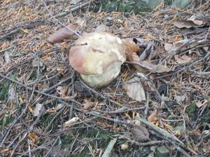 Klikni pro velký obrázek