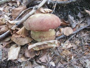 Klikni pro velký obrázek