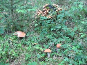 Klikni pro velký obrázek